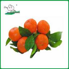 Mandarin orange/Fresh mandarin orange/ Fresh Orange